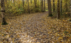 Skog.jpg