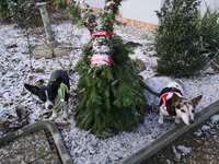 IMG_20221212_111316.jpg
