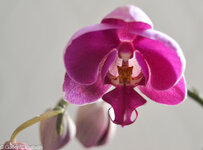 221228 Orkideer, Krukväxter (6).jpg