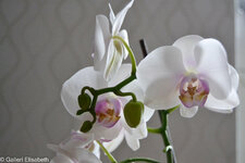 221228 Orkideer, Krukväxter (4).jpg