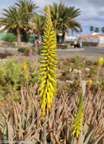 230308 Äkta aloe Aloe vera art i familjen afodillväxter Asphodelaceae subtropiskt klimat (7).jpg