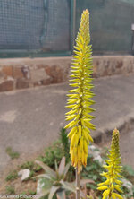 230308 Äkta aloe Aloe vera art i familjen afodillväxter Asphodelaceae subtropiskt klimat (4).jpg