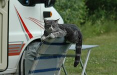 katten.JPG katten.JPG