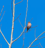 DSC_1745.jpg