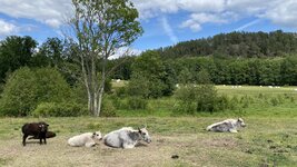 IMG_3138.jpeg