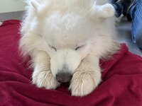 IMG_2060.jpeg