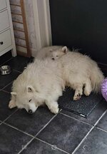 IMG_2060.jpeg