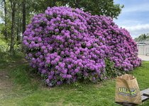 386C1049-D6B4-4235-A764-C0A3CFF43FF9.jpeg
