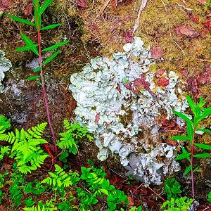 Bjurälven naturreservat