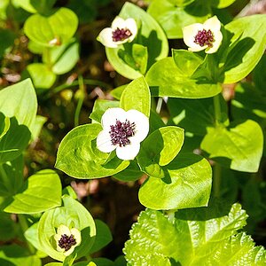 Bjurälven naturreservat