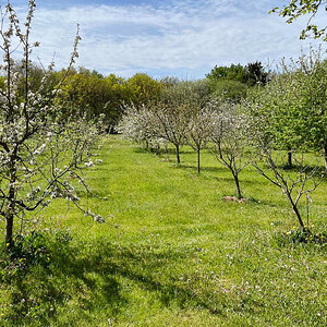 Pometet Spøttrup 3.jpg