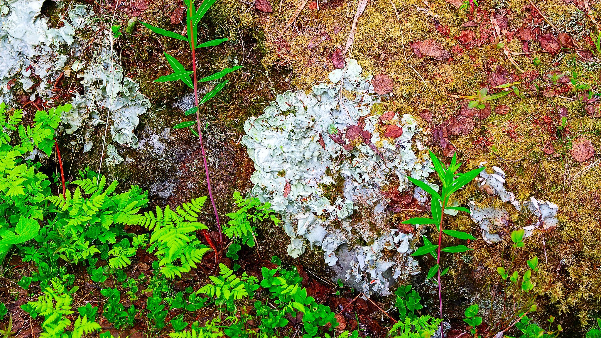 Bjurälven naturreservat