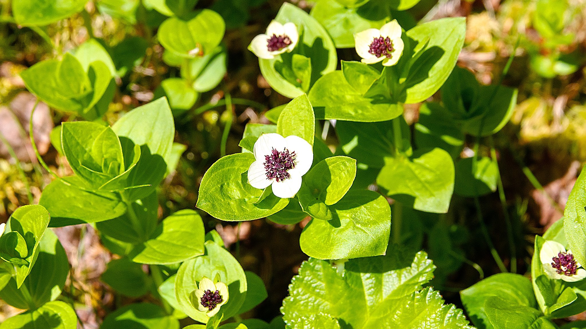 Bjurälven naturreservat